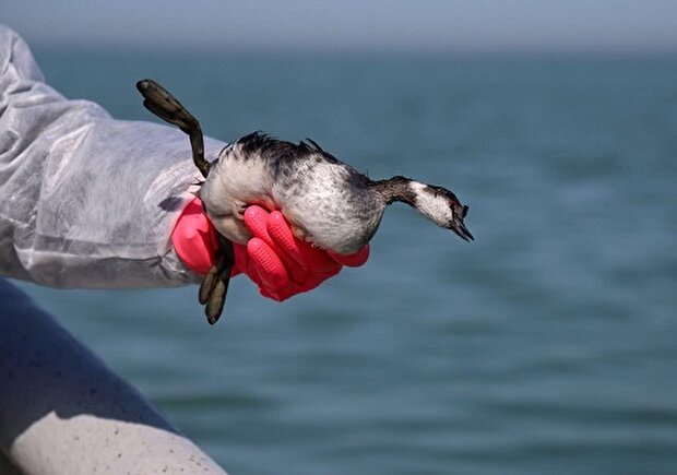 تصاویری از تالاب میانکاله